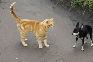 Katze