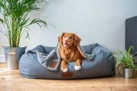 Tierarzt und Pflege Training für den Hund